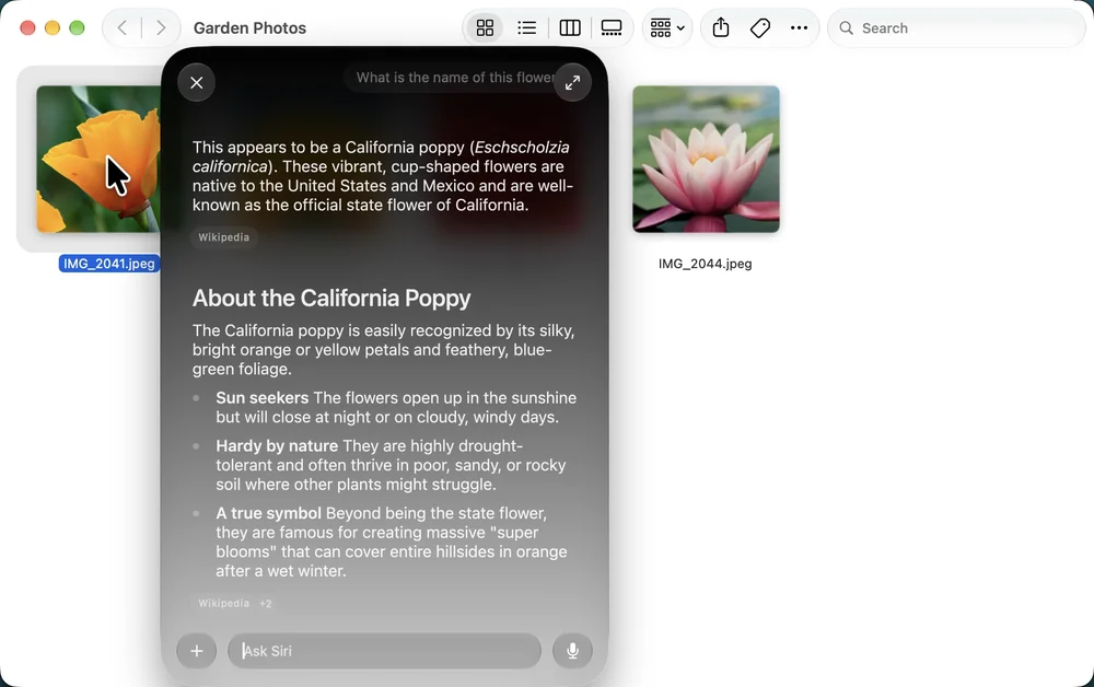 A Finder folder named Garden Photos with Siri’s answer on top: This appears to be a California poppy (Eschscholzia californica), followed by a section About the California Poppy and a Wikipedia label.